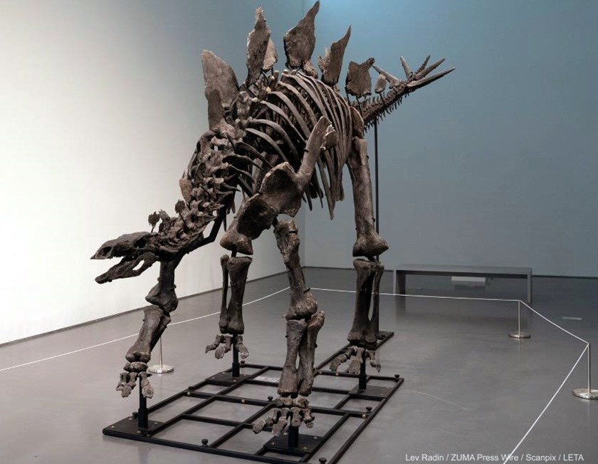 На аукционе продали скелет стегозавра за 44,6 миллиона долларов
