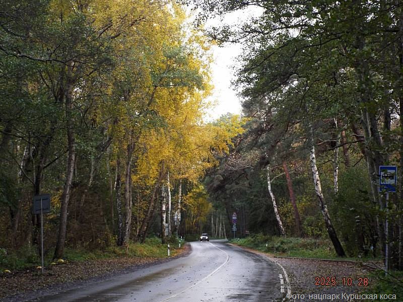 В Калининграде выработают стратегию защиты Куршской косы