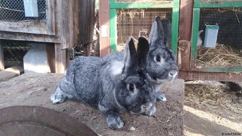 В Швейцарии открыли анонимный приёмник для грызунов